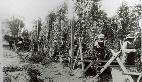 Hop picking, Heine family farm in Nelson run by Joseph Heine, youngest son of J. W. C. Heine who, along with Johann 
Wohlers, was dispatched to New Zealand by the North German Mission Society